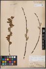 Foto von Salix caprea L. x Salix daphnoides Vill.